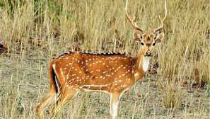Deer axis